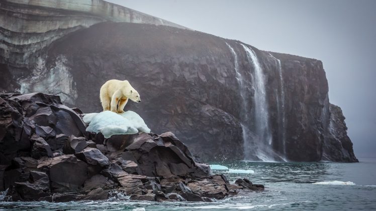 polar bears, Bears, Nature, Sea, Glaciers, Waterfall, Rock, Rocks HD Wallpaper Desktop Background