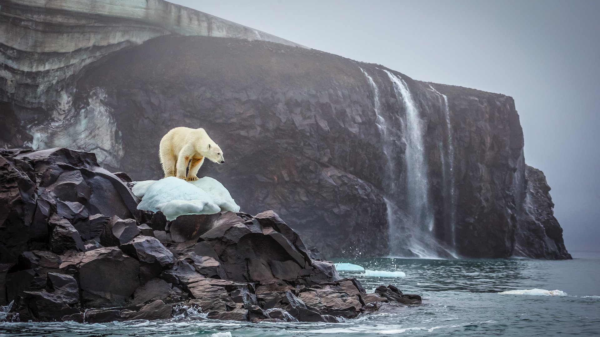 polar bears, Bears, Nature, Sea, Glaciers, Waterfall, Rock, Rocks Wallpaper