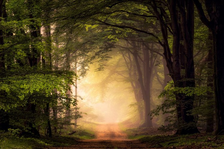 nature, Landscape, Trees, Path, Mist, Alone HD Wallpaper Desktop Background