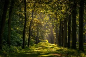 nature, Trees, Sunlight, Plants, Path, Grass, Alone