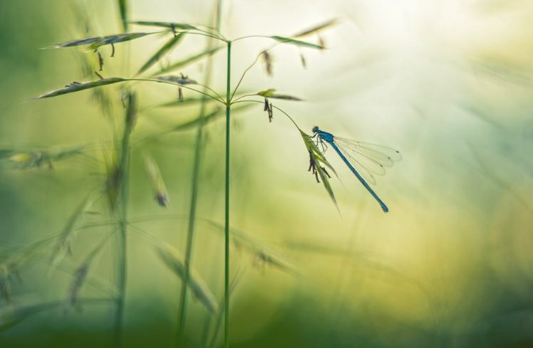 macro, Dragonflies, Depth of field HD Wallpaper Desktop Background