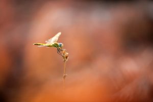 dragonflies, Depth of field, Macro