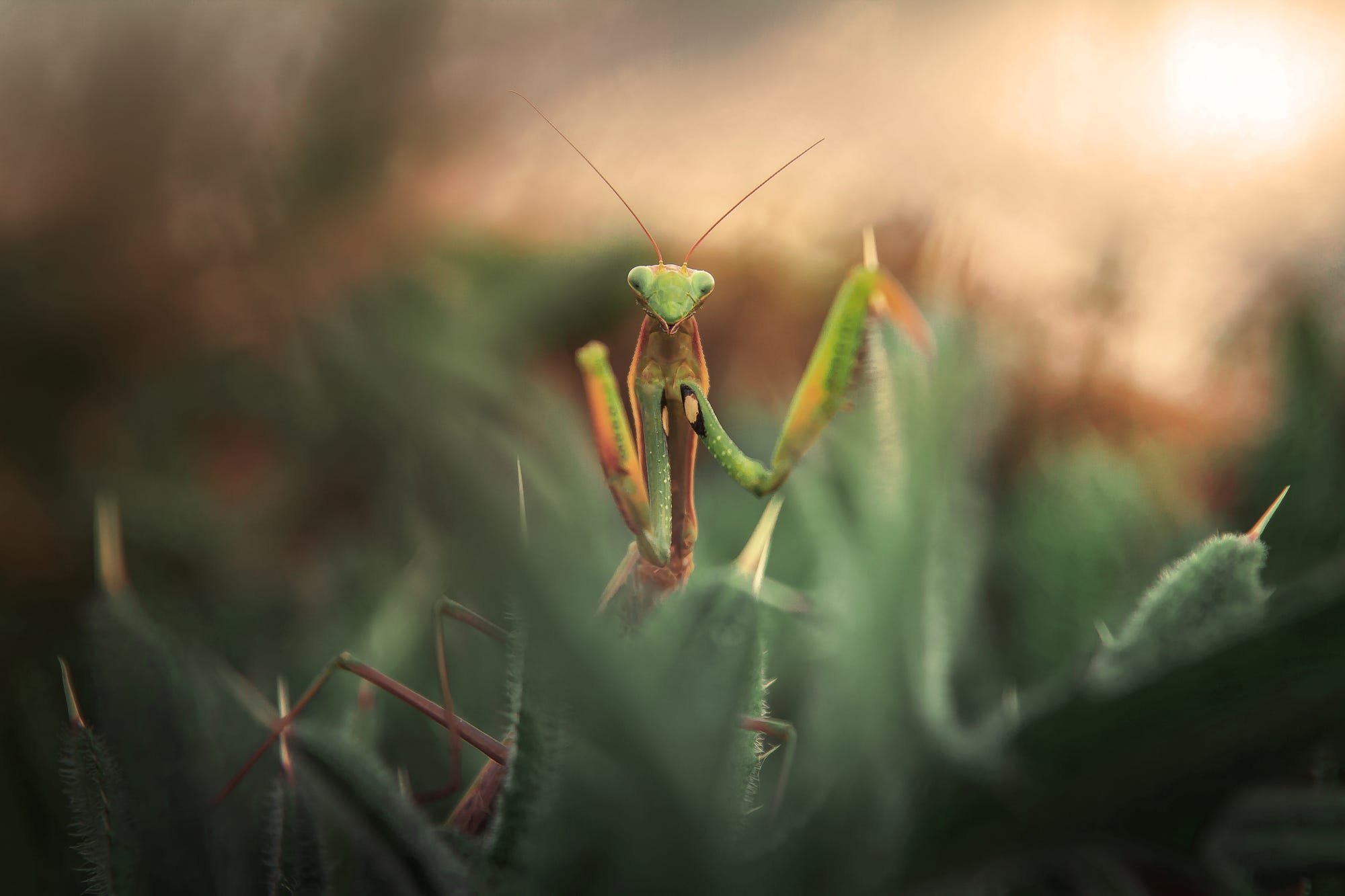depth of field, Macro, Grass, Insect Wallpaper