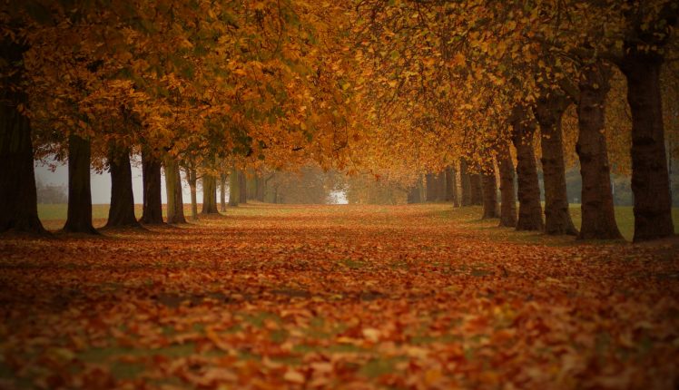 trees, Fall, Nature HD Wallpaper Desktop Background