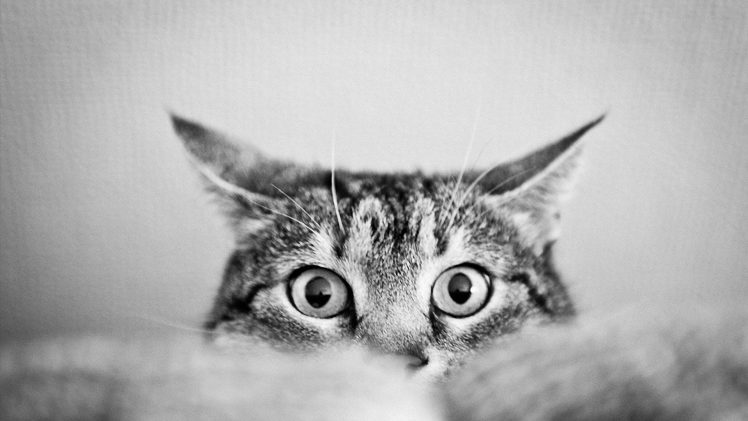 cat, Monochrome HD Wallpaper Desktop Background
