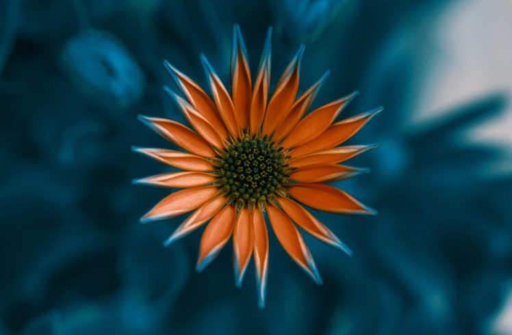 nature, Depth of field, Orange flowers, Closeup HD Wallpaper Desktop Background