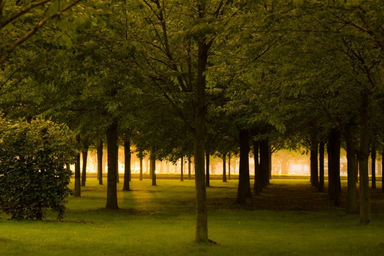 trees, Leaves, Sun rays, Belgium HD Wallpaper Desktop Background