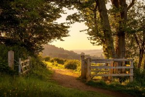 nature, Landscape, England, Summer, Lights, Trees, Plants, Gates