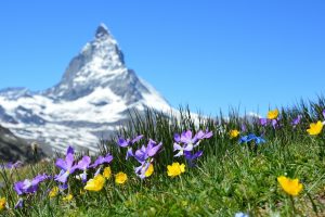 nature, Landscape, Mountains, Switzerland, Matterhorn, Depth of field, Flowers, Grass, Snowy peak, Summer, Clear sky, Plants