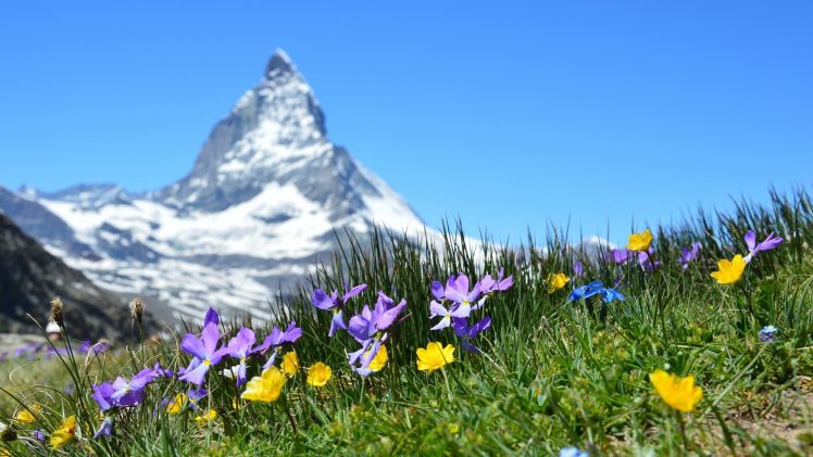 nature, Landscape, Mountains, Switzerland, Matterhorn, Depth of field, Flowers, Grass, Snowy peak, Summer, Clear sky, Plants HD Wallpaper Desktop Background