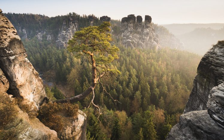 nature, Landscape, Mountains, Rock, Trees, Forest, Mist, Roots, Branch, Pine trees HD Wallpaper Desktop Background