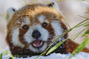 open mouth, Red panda, Animals, Nature, Snow, Closeup