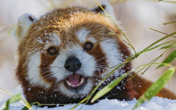 open mouth, Red panda, Animals, Nature, Snow, Closeup HD Wallpaper Desktop Background