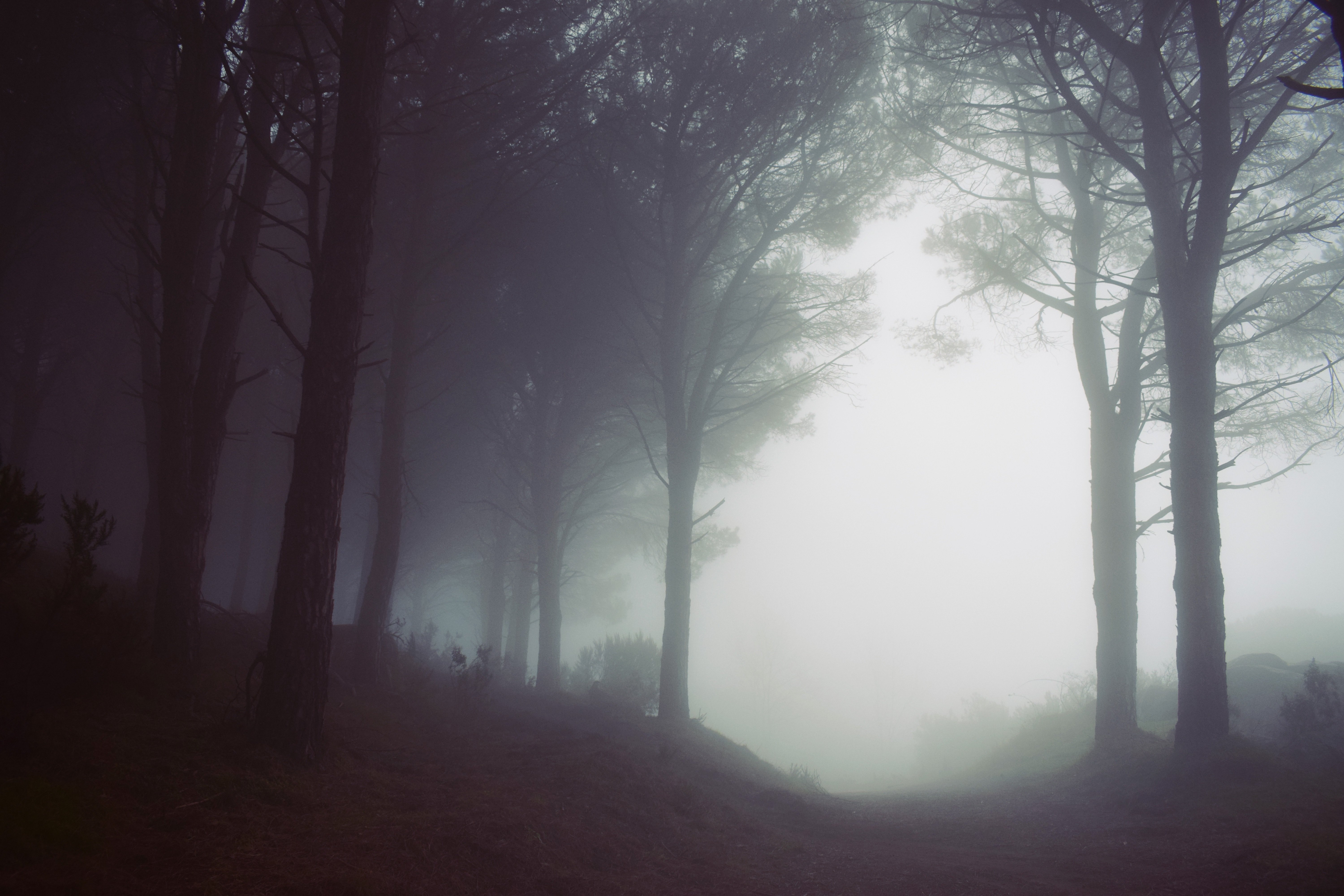nature, Trees Wallpaper