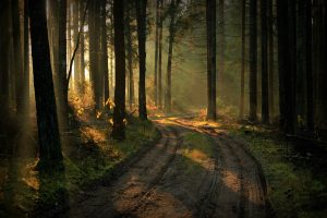 nature, Landscape, Lithuania, Forest, Path, Plants, Trees, Sun rays