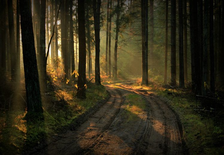 nature, Landscape, Lithuania, Forest, Path, Plants, Trees, Sun rays HD Wallpaper Desktop Background