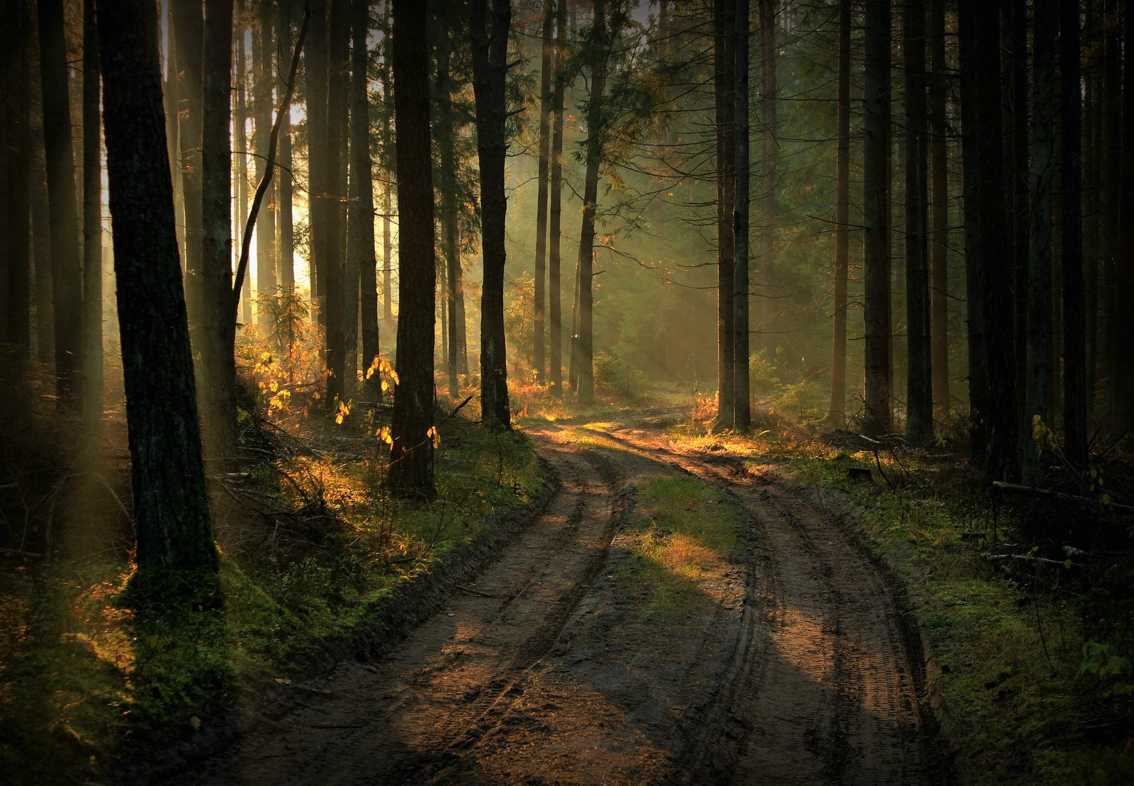 nature, Landscape, Lithuania, Forest, Path, Plants, Trees, Sun rays Wallpaper