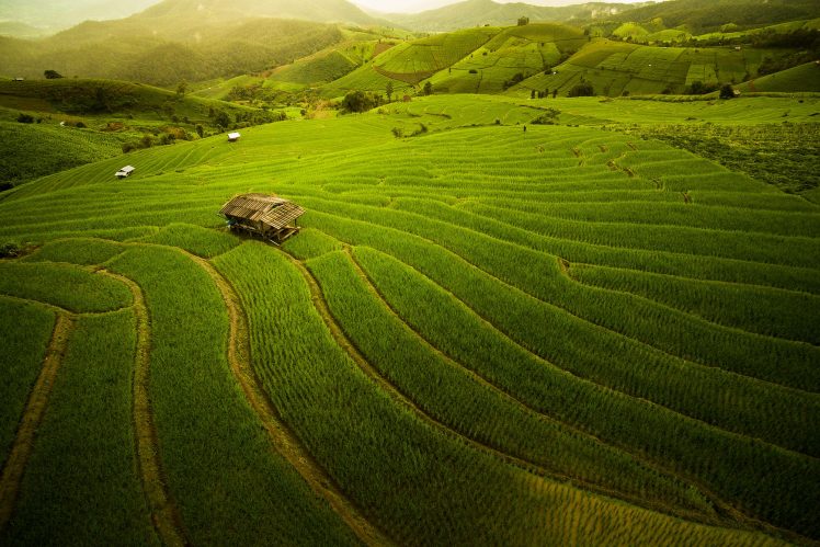 nature, Landscape, Thailand, Alone, House, Field, Farm, Hills, Rice paddy HD Wallpaper Desktop Background