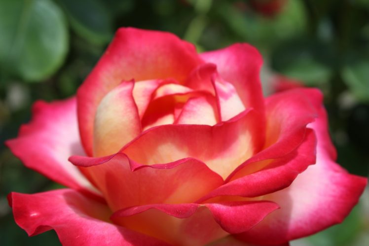 nature, Pink flower, Red flowers, Rose HD Wallpaper Desktop Background