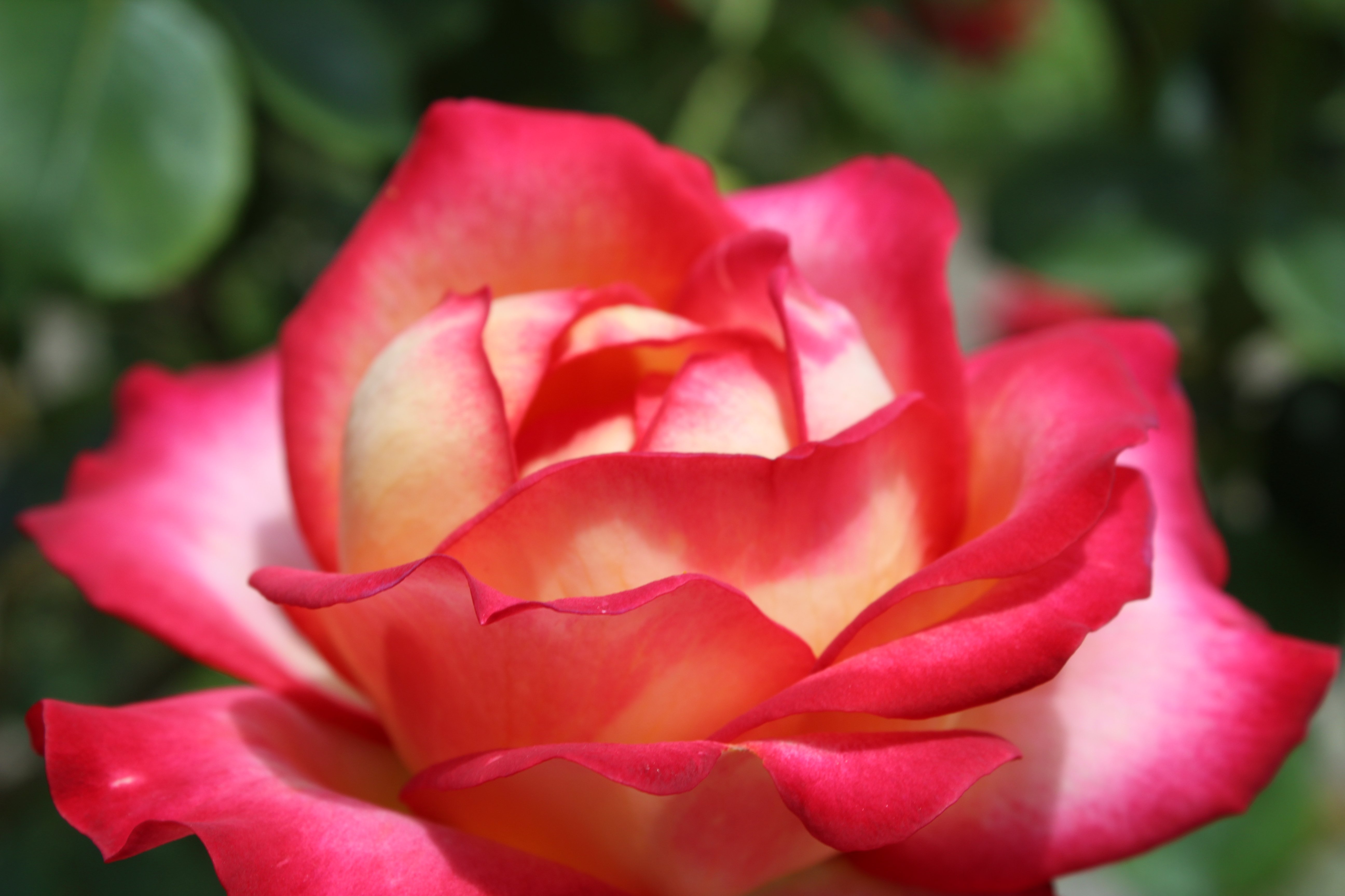 nature, Pink flower, Red flowers, Rose Wallpaper