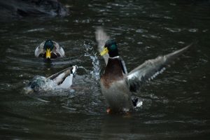 duck, Animals, Water