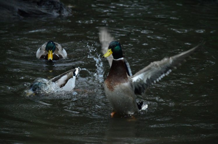 duck, Animals, Water HD Wallpaper Desktop Background