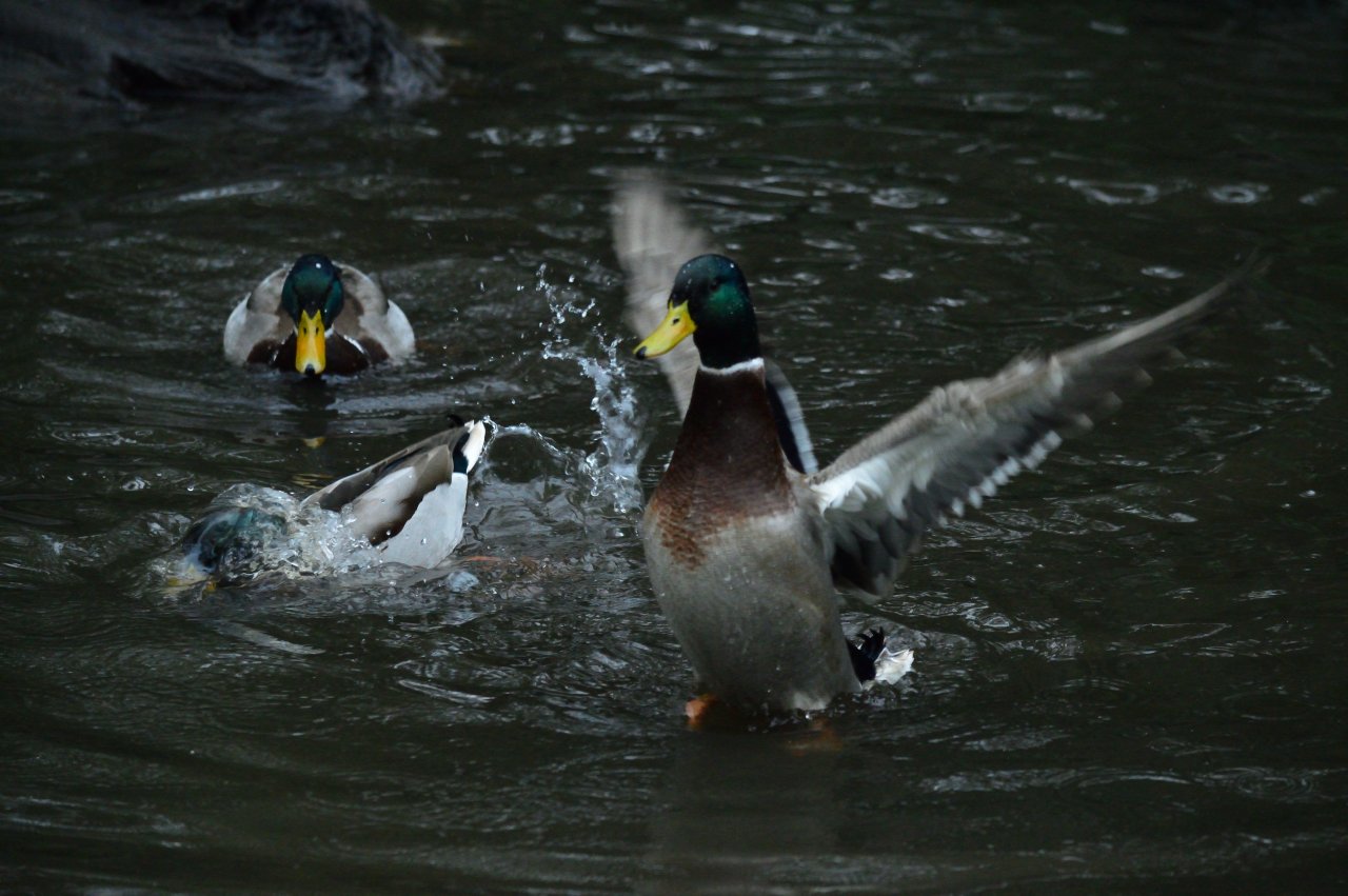 duck, Animals, Water Wallpaper