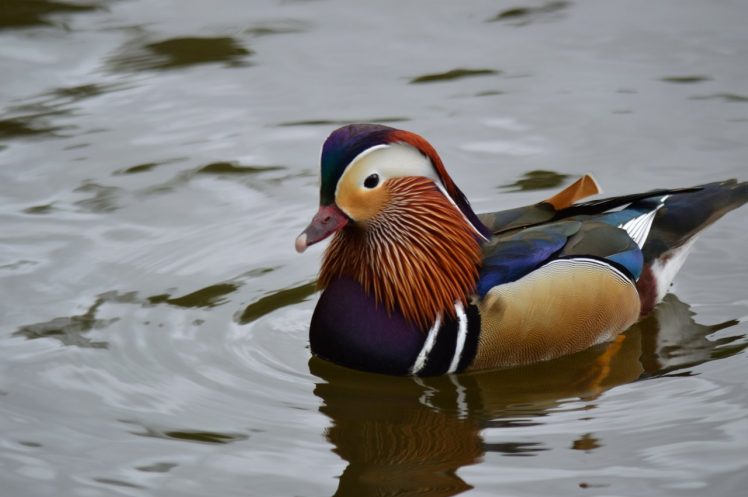duck, Water, Wildlife, Animals, Colourfull HD Wallpaper Desktop Background