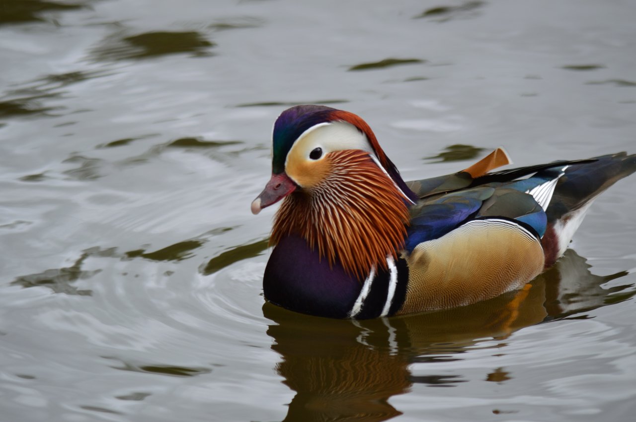 duck, Water, Wildlife, Animals, Colourfull Wallpaper