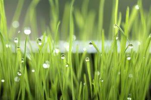 water drops, Grass, Macro