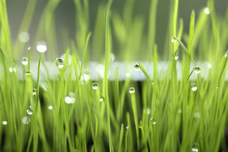 water drops, Grass, Macro HD Wallpaper Desktop Background