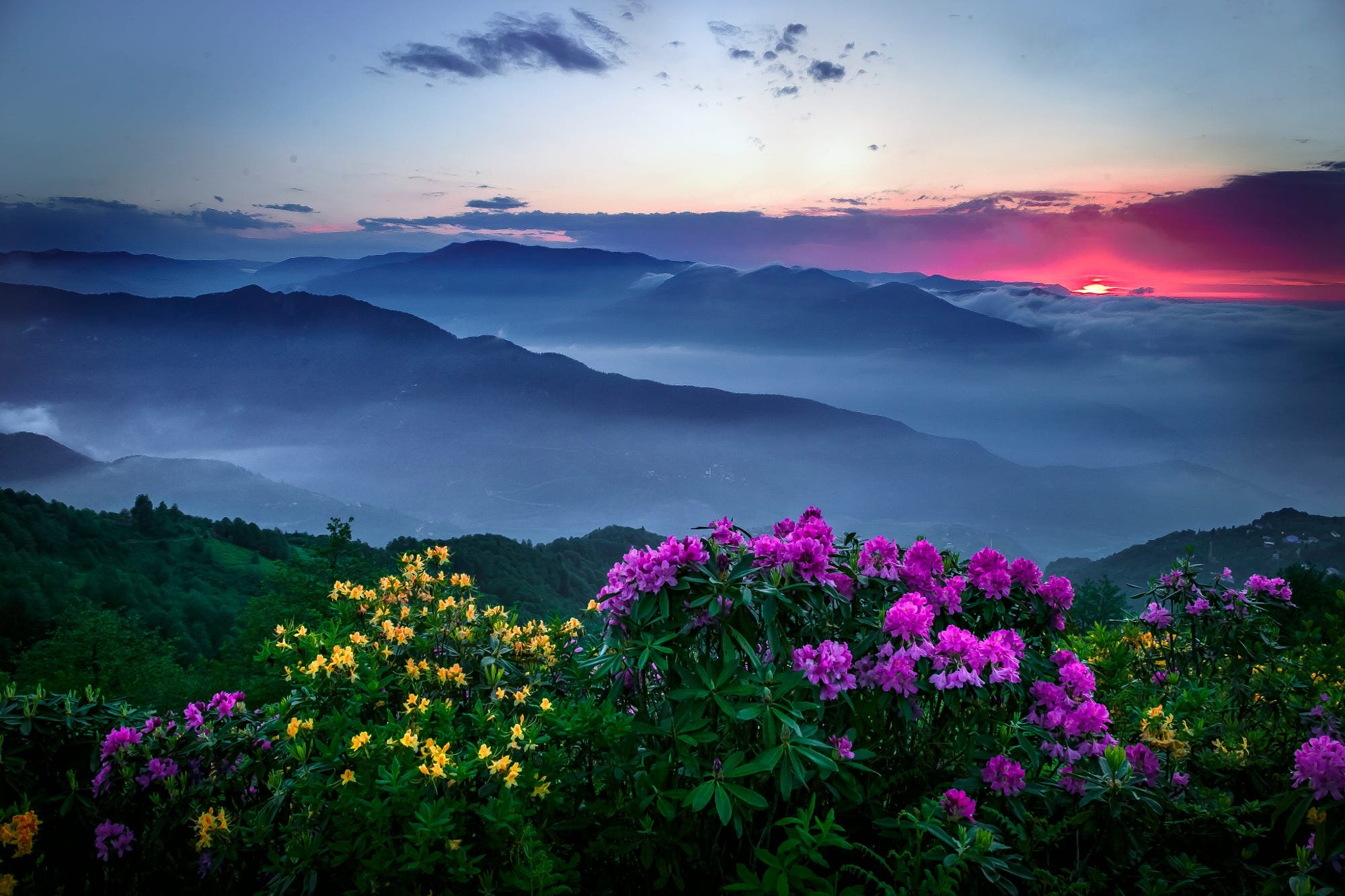 mountains, Flowers, Sunset, Mist, Clouds, Sky, Pink flowers, Yellow flowers, Plants Wallpaper