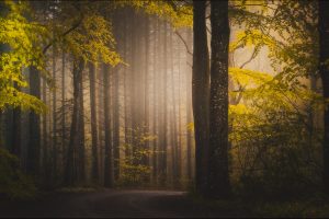 forest, Path, Fall, Trees, Mist, Plants