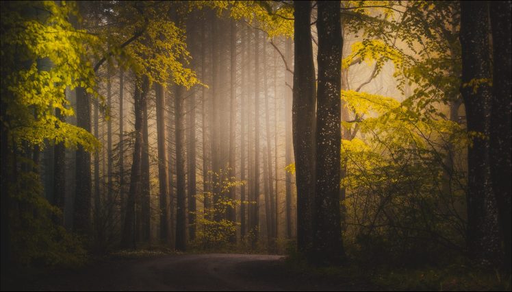 forest, Path, Fall, Trees, Mist, Plants HD Wallpaper Desktop Background