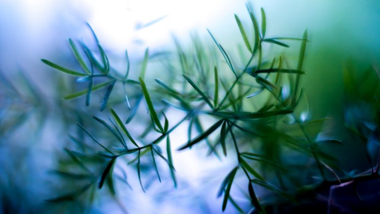 nature, Plants, Macro HD Wallpaper Desktop Background