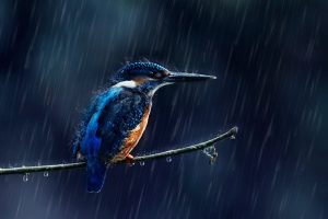 animals, Birds, Rain, Kingfisher