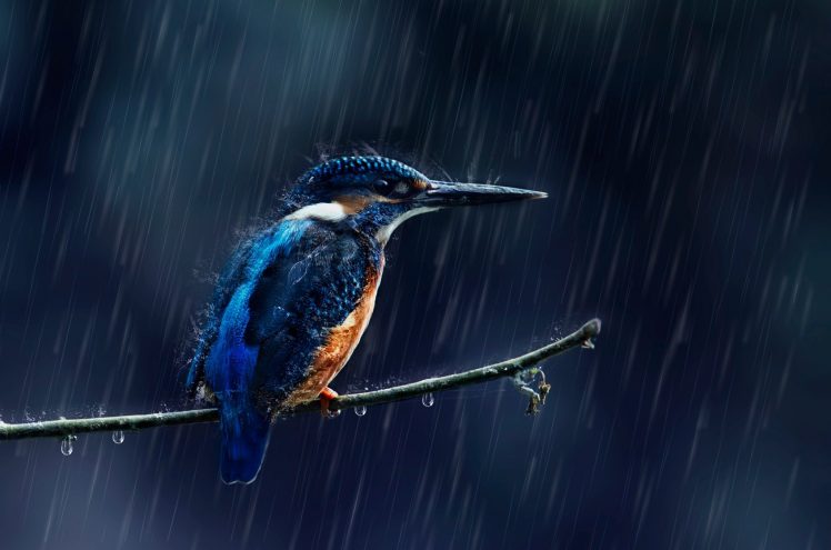 animals, Birds, Rain, Kingfisher HD Wallpaper Desktop Background