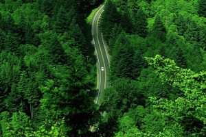 forest, Road, Landscape, Aerial view