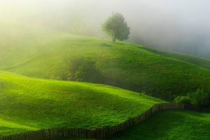 nature, Landscape, Hills, Mist, Trees, Field, Grass, Fence, Morning, Sunlight