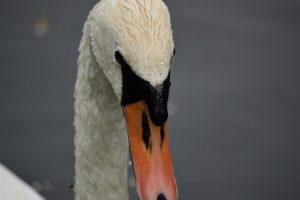 swan, Wildlife, Animals, Water, Canal, White dress