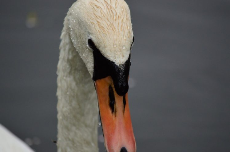 swan, Wildlife, Animals, Water, Canal, White dress HD Wallpaper Desktop Background