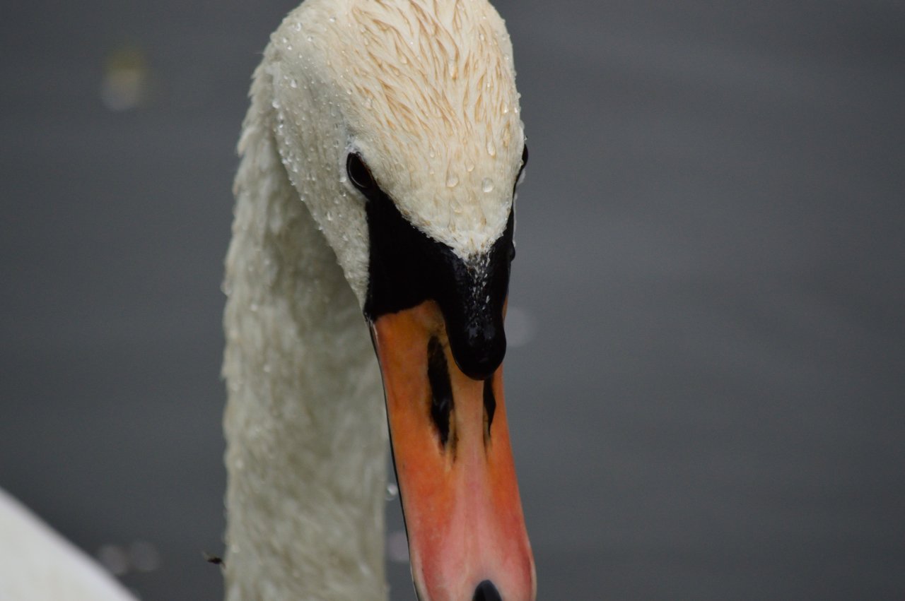 swan, Wildlife, Animals, Water, Canal, White dress Wallpaper