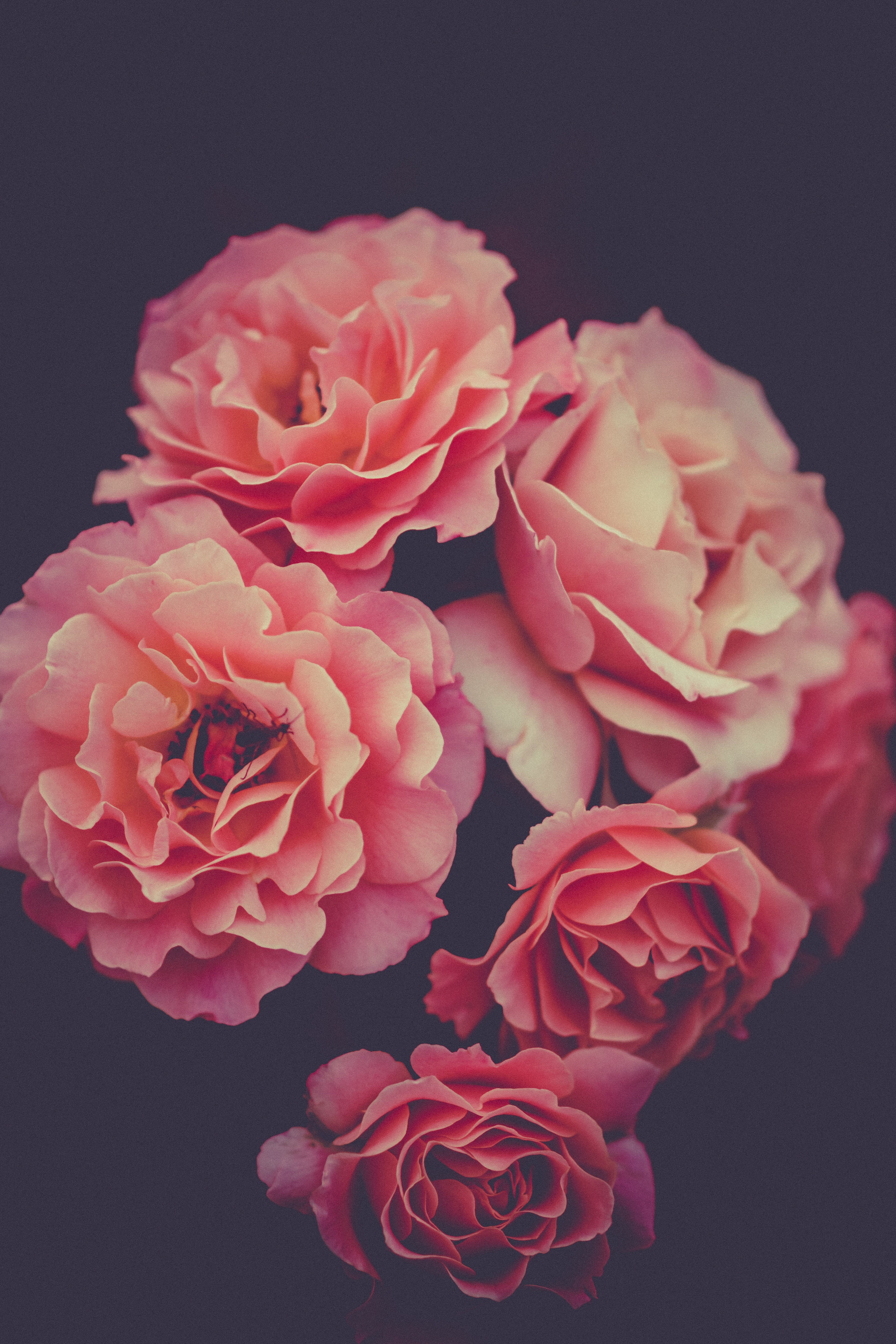 nature, Flowers Wallpaper