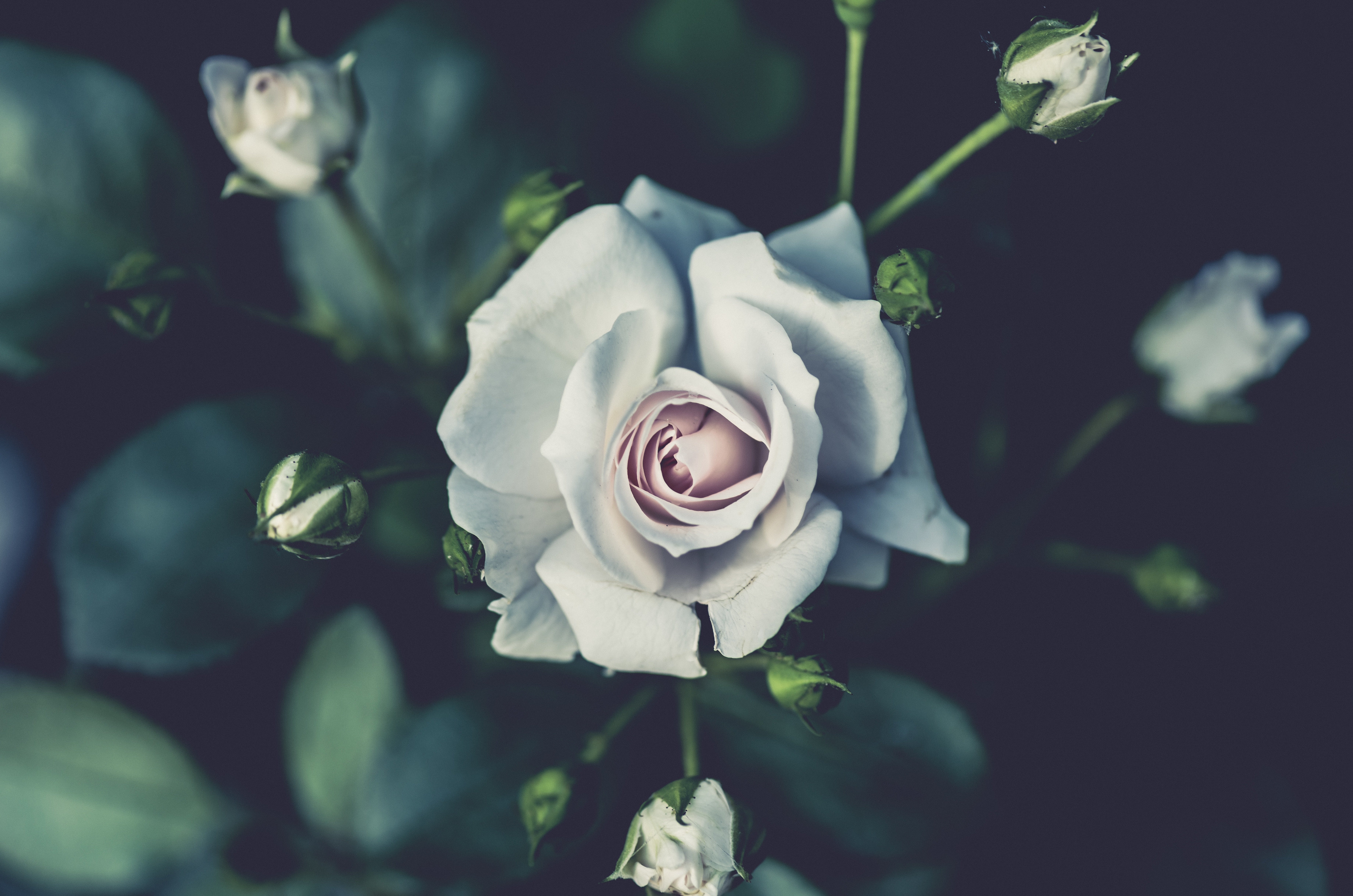 Белая роза на кусте скачать