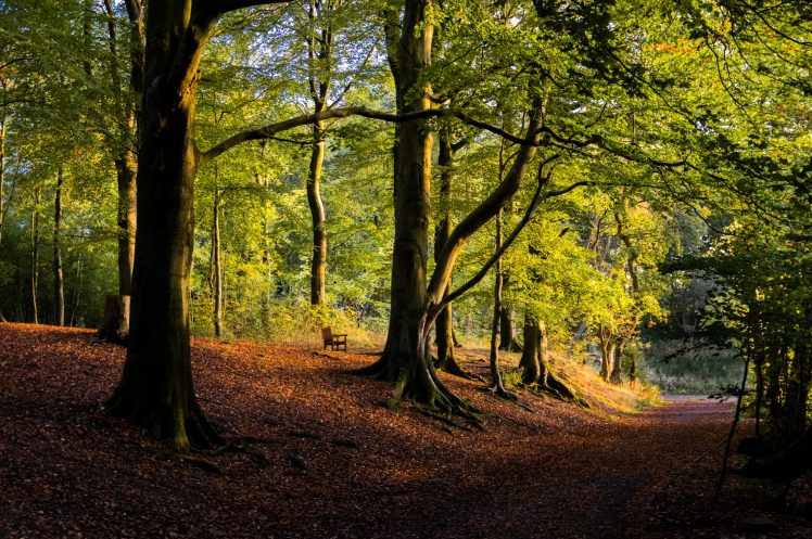 landscape, Nature, Trees, Plants, Fall, Leaves, Bench HD Wallpaper Desktop Background