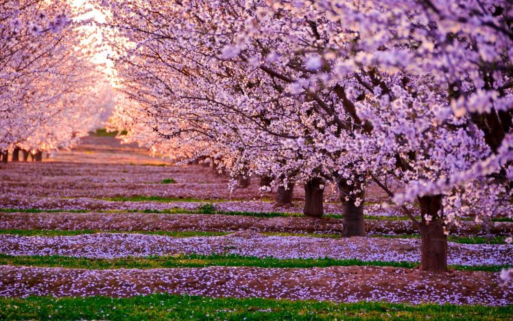 nature, Landscape, Pink flowers, Trees, Fall, Leaves, California HD Wallpaper Desktop Background