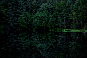 dark, Reflection, Forest, Trees