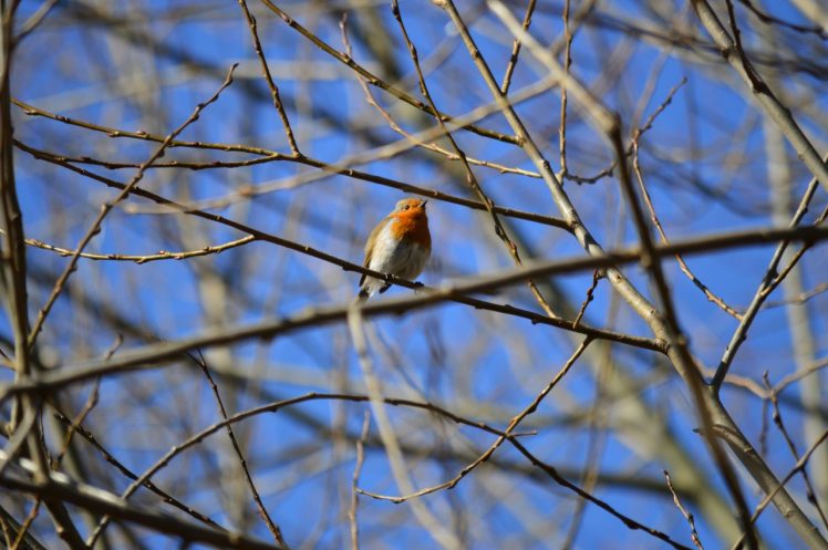 robins, Flying, Birds, Nature, Wildlife, Oak trees, Twigs HD Wallpaper Desktop Background