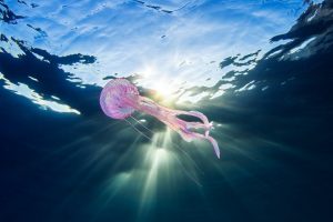 animals, Underwater, Nature, Sea, Jellyfish