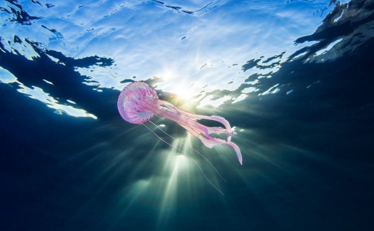 animals, Underwater, Nature, Sea, Jellyfish HD Wallpaper Desktop Background